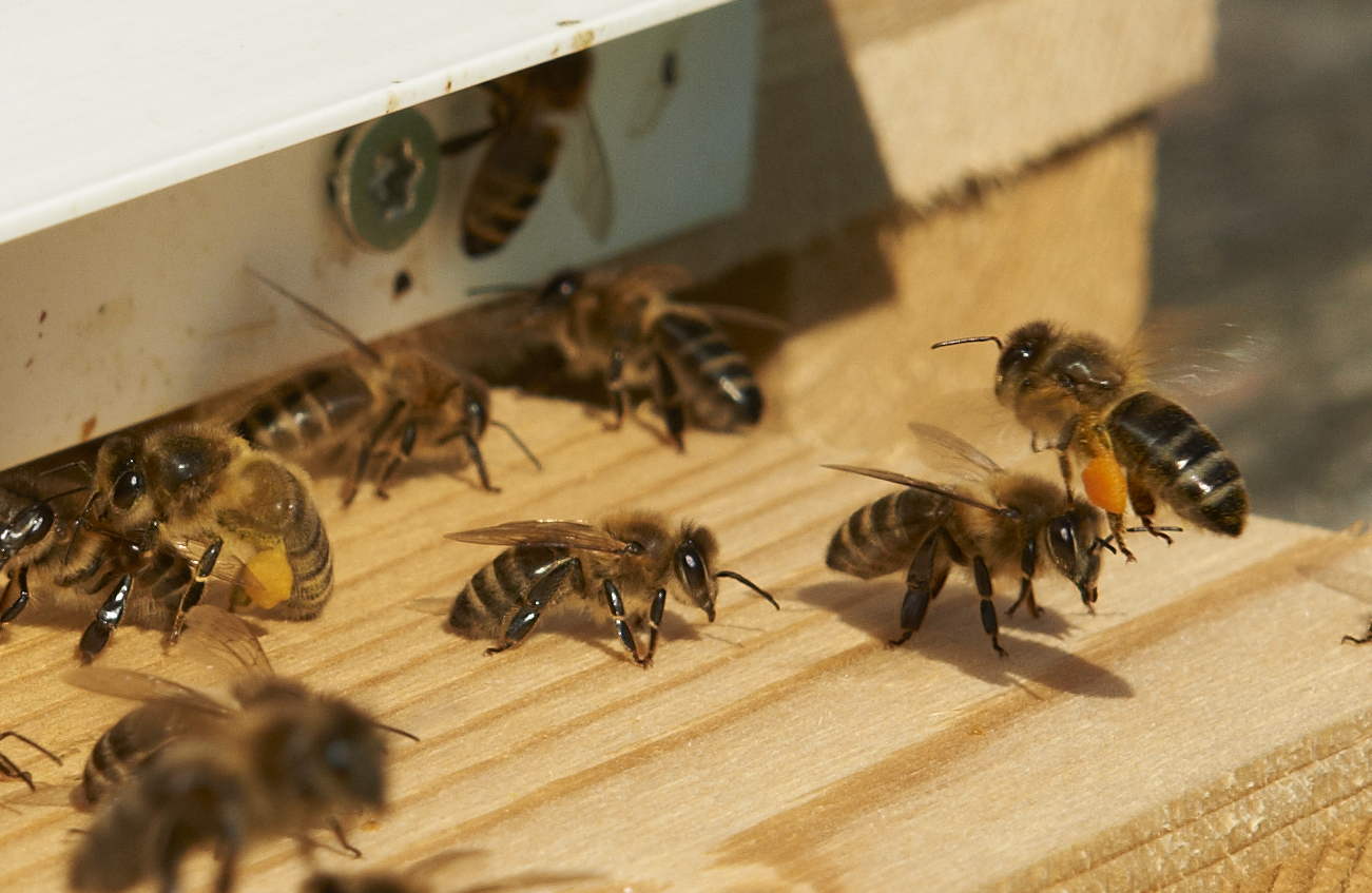Flugbrett eines Bienenstandes © André Wermelinger